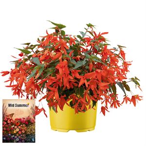 Bild von Ms P12 Begonia groovy Oranje